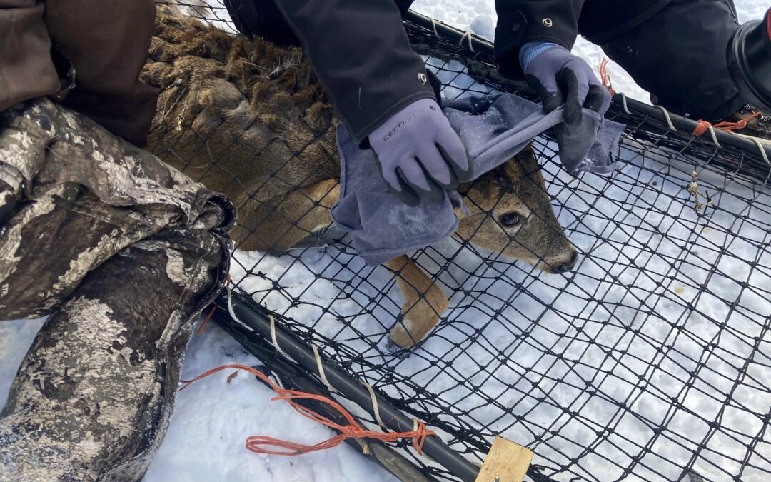 Into the wild: Animals the latest frontier in COVID fight