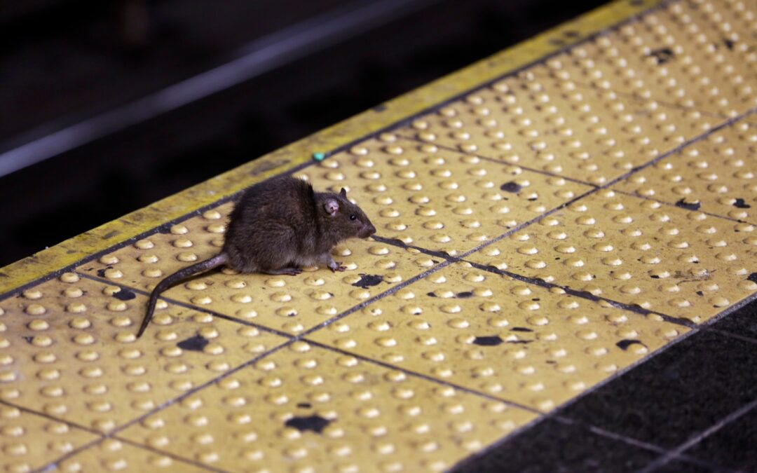 Oh, rats! As New Yorkers emerge from pandemic, so do rodents