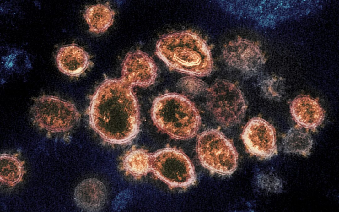 New studies bolster theory coronavirus emerged from the wild