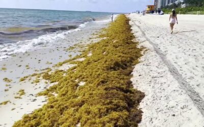 REPORT: Massive seaweed blob hitting Florida beaches full of flesh-eating bacteria