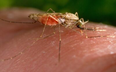 Malaria cases in Texas and Florida are the first US spread since 2003, CDC says