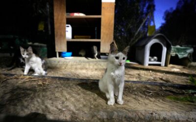 Cyprus allows human COVID-19 medications to be used on cats to fight deadly virus mutation